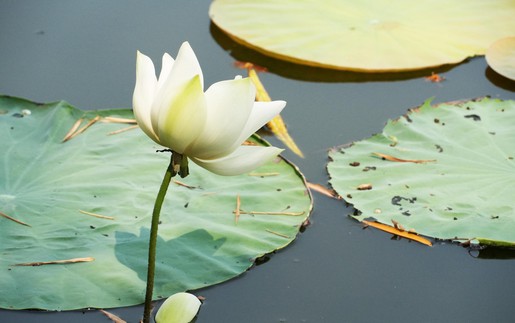 Mùa sen trắng tinh khôi ở hồ Tịnh Tâm trong Kinh thành Huế