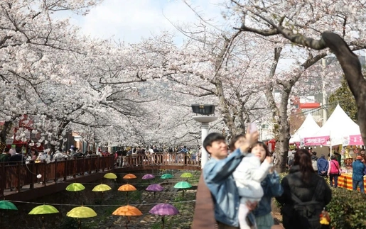 Hàn Quốc đón làn sóng du khách quốc tế nhờ mùa hoa anh đào nở sớm