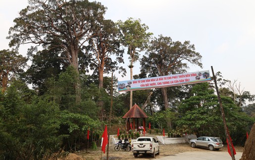 Khám phá rừng Pơ mu - “Di sản sống” nơi phía Tây Đà Nẵng