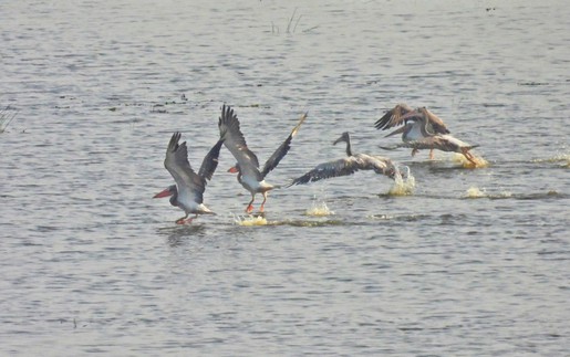 Loài chim quý hiếm trở lại Vườn Quốc gia Tràm Chim sau nhiều năm vắng bóng