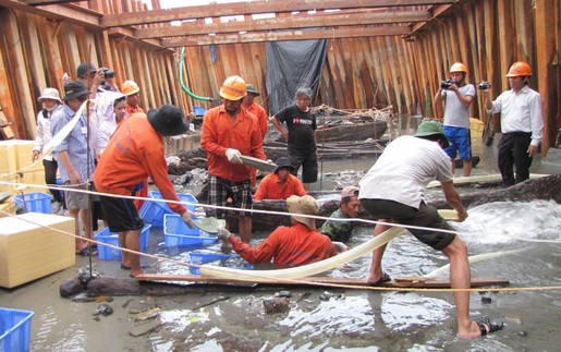 Khai quật tàu đắm Bình Châu: Những chiếc đĩa sứ cung đình trong khoang thuyền