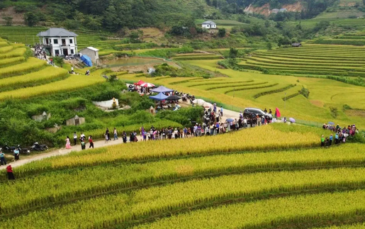 Vì một miền quê đáng sống: Sín Chéng mùa vàng ngân vang tiếng khèn