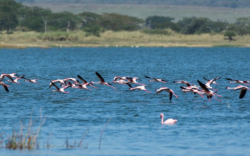 Vẻ đẹp những hồ nước được UNESCO ghi danh Di sản Thế giới ở Kenya