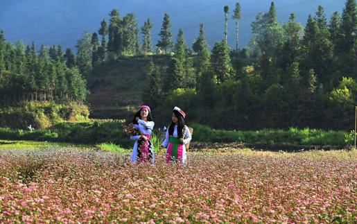 Lễ hội hoa Tam giác mạch 2026: Cơ hội quảng bá cảnh quan và các giá trị văn hóa truyền thống