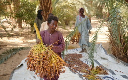 Mùa thu hoạch chà là tại Sudan
