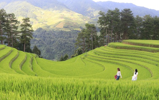 Mùa vàng hút khách ở vùng cao Mù Cang Chải