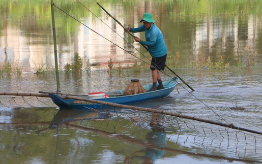 Ruộng đồng Cần Thơ vào mùa lũ