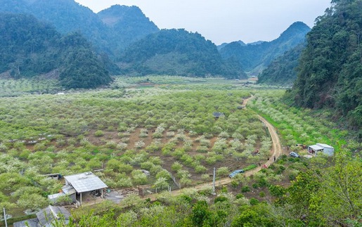 Mộc Châu tuyệt đẹp trong mùa hoa mận trắng