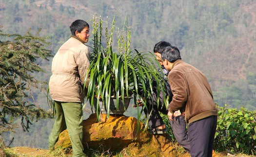 Tuyết, sương muối hại lan, đào Sapa