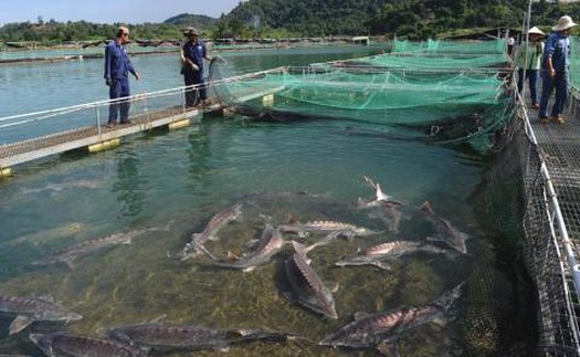 Giấc mơ trứng cá tầm Việt Nam lên báo nước ngoài