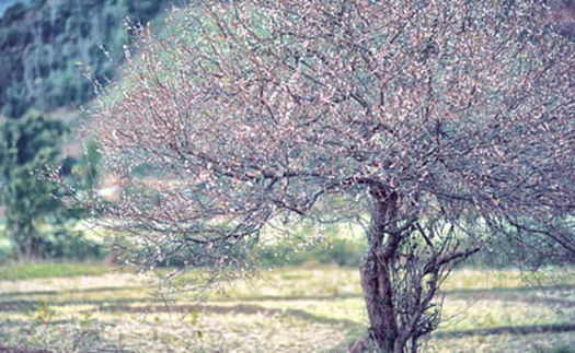 Hoa mơ ở Mộc Châu