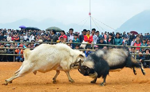 Đầu Xuân Ất Mùi xem hội chọi... dê