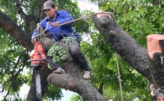 Thay thế 6.700 cây xanh tại Hà Nội: Cẩn thận kẻo... chọn sai!