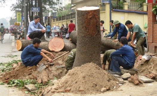 Hà Nội dừng chặt cây, lắng nghe 'tâm tư tình cảm của nhân dân'