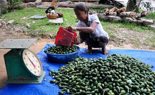 Thương lái ồ ạt thu mua trái cau non tại Tiền Giang