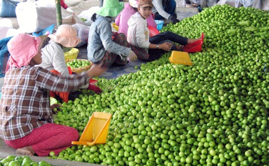 Bác bỏ tin táo Ninh Thuận chỉ 1.000/kg