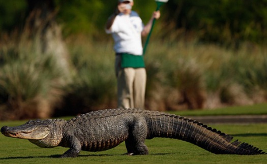 VIDEO: 10 sự cố hài hước ở các giải golf PGA Tour