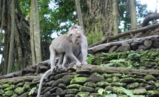 'Rừng khỉ thiêng' ở Bali