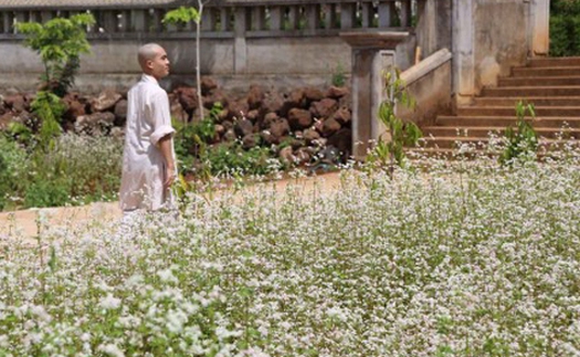 Ngôi chùa tràn ngập hoa tam giác mạch ở xứ hoa Đà Lạt