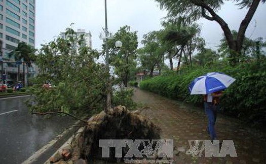 Hà Nội di chuyển hàng trăm cây xanh trên đường Kim Mã