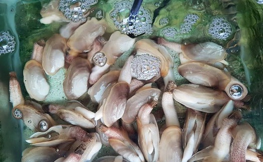 Hà béo quán, hải sản quê nướng gia truyền ngon nhất Vịnh Bắc Bộ