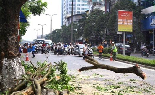 Chặt tỉa hàng xà cừ cổ thụ trên phố Kim Mã ven hồ Thủ Lệ để di dời