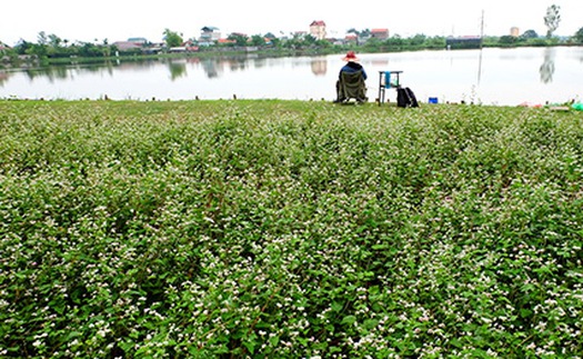 Sửng sốt: Người đàn ông trồng vườn hoa TAM GIÁC MẠCH giữa Hà Nội