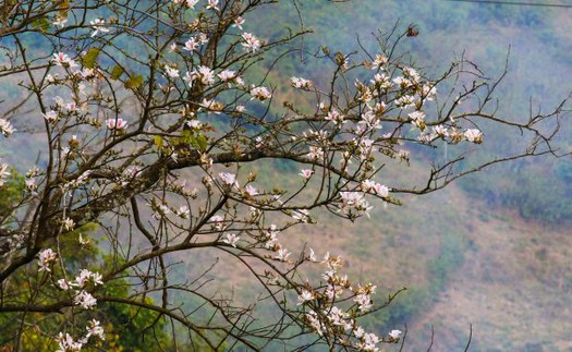 Chạnh lòng vì 'bụt chùa nhà không thiêng'