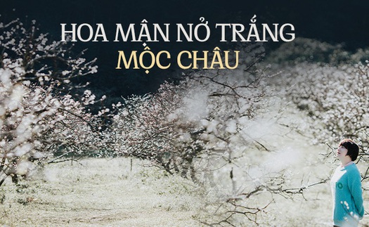 Về Mộc Châu ngắm hoa mận nở trắng trời, người bản địa tiết lộ bí quyết để có bức hình đẹp