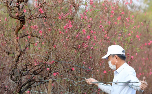 Hình ảnh làng đào Nhật Tân, Hà Nội rộn ràng vào vụ Tết