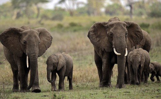 Vườn quốc gia Serengeti của Tanzania tiếp tục là điểm đến du lịch hàng đầu châu Phi