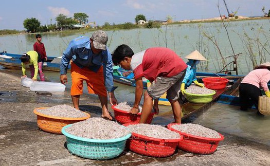 Người dân đánh bắt cá trên Hồ Dầu Tiếng bất chấp lệnh cấm trong mùa thả cá giống