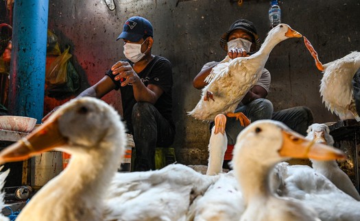 WHO đánh giá nguy cơ lây lan virus cúm gia cầm H5N1 tại Campuchia