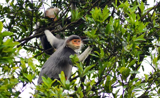 Bảo tồn, phát triển hệ sinh thái rừng trên bán đảo Sơn Trà