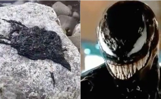 Hóa ra 'Venom symbiote' của Trái Đất chỉ là một loài giun