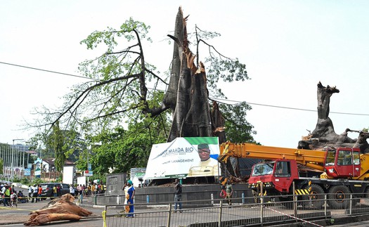 Cây cổ thụ mang tính biểu tượng trong nhiều thế kỷ của Sierra Leone bị đổ