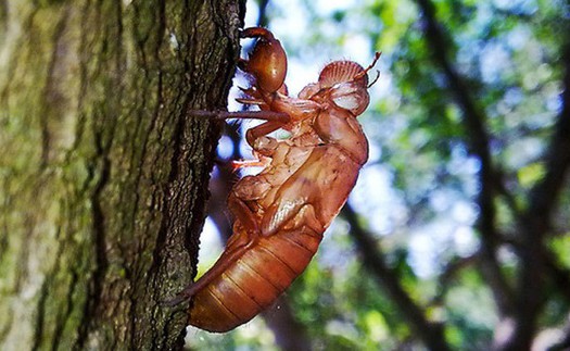 Ve sầu thời cổ đại 'trầm lặng' hơn ngày nay