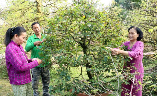 Làng mai vàng Phước Định rộn ràng đón Xuân