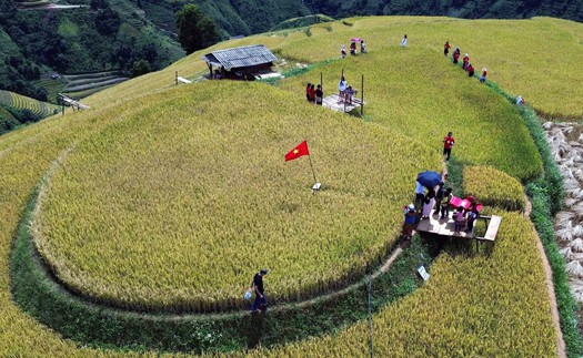 Mùa lúa chín nơi rẻo cao Bắc Yên, Sơn La