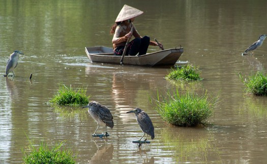 Cuộc sống sau ống kính: Như cánh vạc bay…