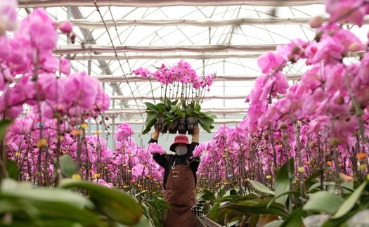 Hoa chậu công nghệ cao vào vụ Tết sớm