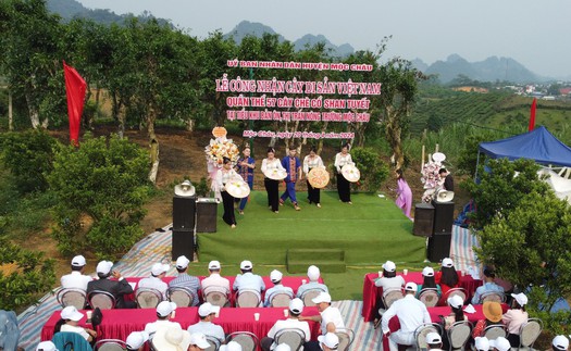 Công nhận quần thể 57 cây chè cổ Shan tuyết ở Mộc Châu là cây di sản Việt Nam