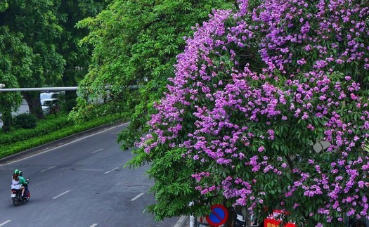 Ngày Môi trường Thế giới (5/6): Chung tay hành động vì Hà Nội xanh