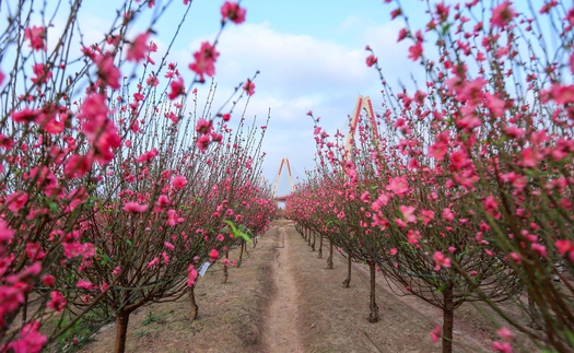 Nghề trồng đào Nhật Tân được công nhận là di sản văn hóa phi vật thể quốc gia