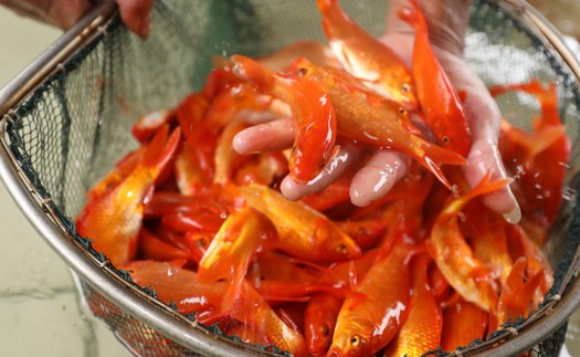 Cá chép cúng ông Công, ông Táo đắt hàng, được giá