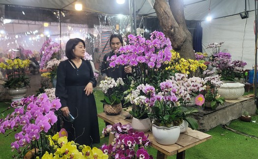 Thị trường hoa lan sôi động