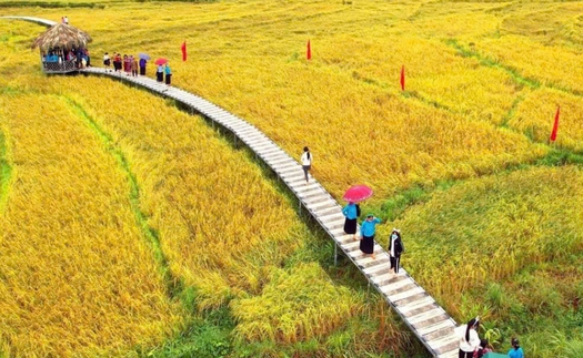 Lễ hội Mùa vàng miền Soóng cọ: Quảng bá bản sắc văn hóa của đồng bào vùng cao Quảng Ninh