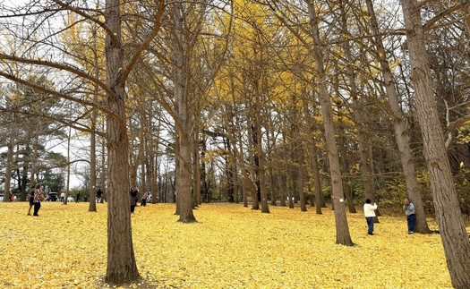 Chiều cuối Thu ở rừng bạch quả cổ thụ Ginkgo Grove, bang Virginia