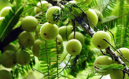 Ngẫm ngợi cuối tuần: Phận của mỗi loài cây