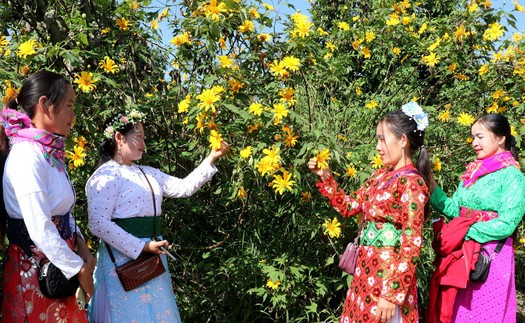 Lễ hội hoa Dã quỳ lần thứ nhất với chủ đề “Kết nối sắc vàng - Lan tỏa yêu thương”